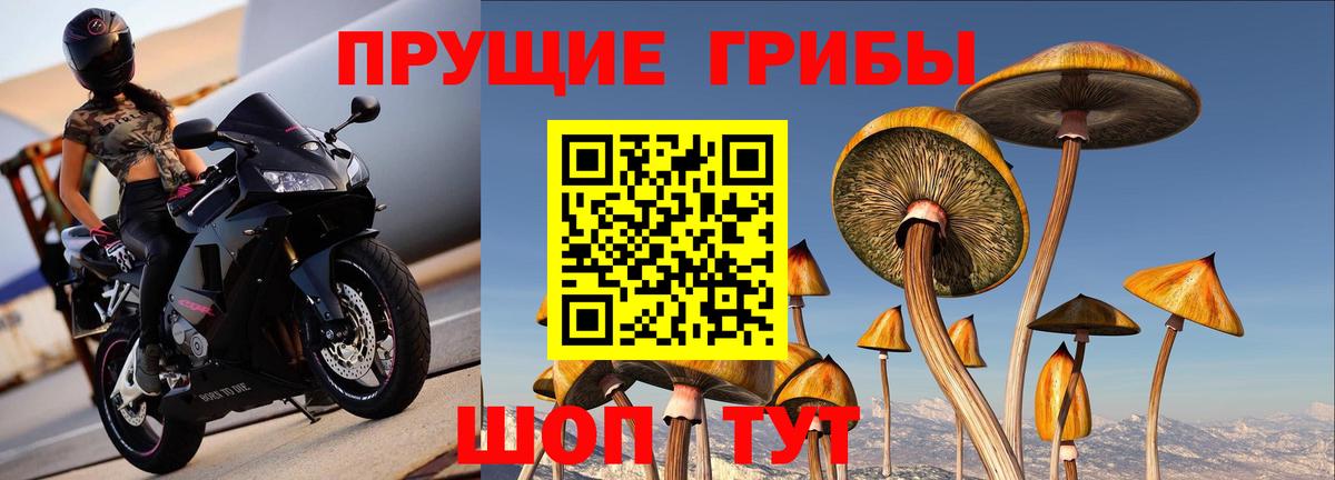 Псилоцибиновые грибы GOLDEN TEACHER Тимашёвск